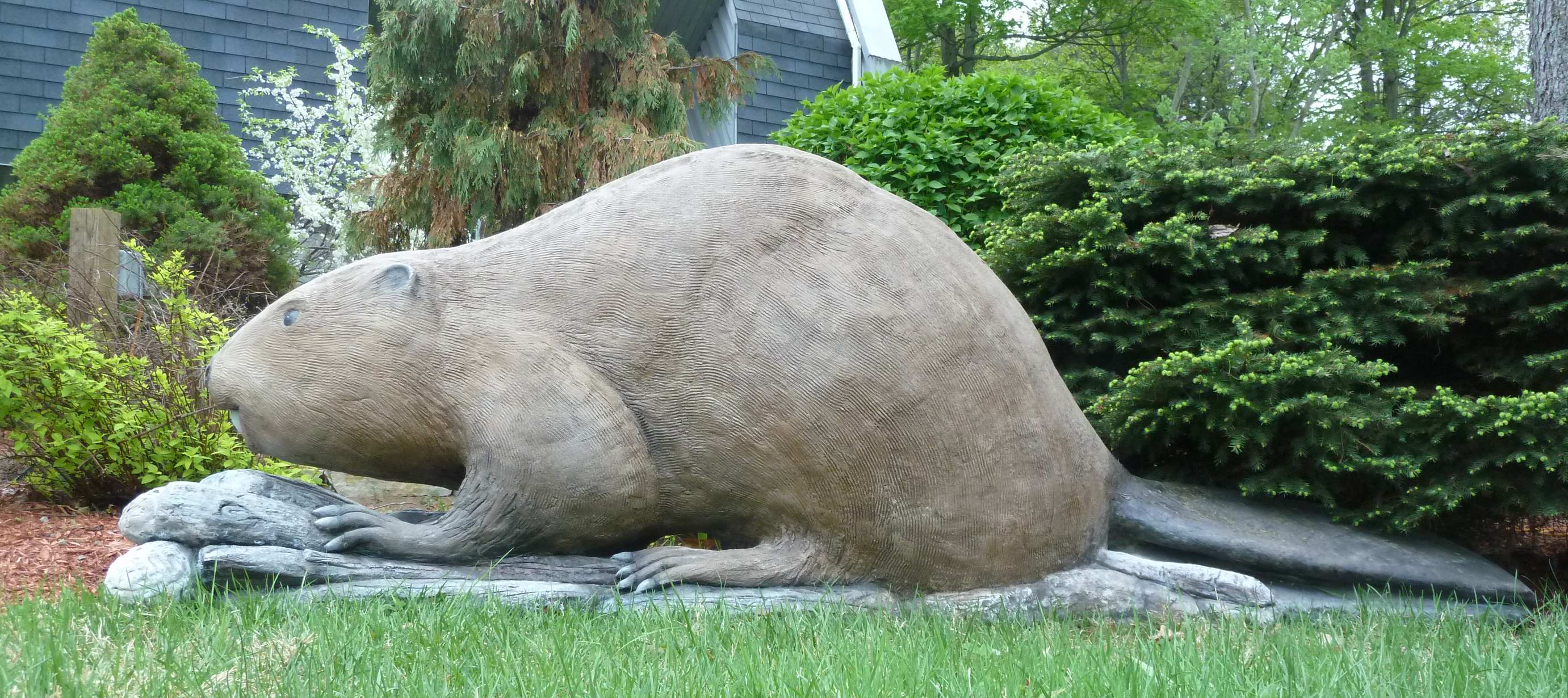 Sculpture d'un castor en béton estampé 24''x 28''X 72''